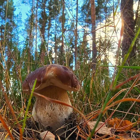 Dziesiatka Nad Samym Jeziorem - Pierwsza Linia *