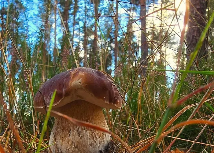 Dziesiatka Nad Samym Jeziorem - Pierwsza Linia *
